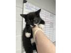 Adopt Lucio a All Black Domestic Shorthair / Domestic Shorthair / Mixed cat in