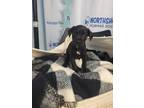 Adopt Dynomutt a Black Mixed Breed (Medium) / Mixed dog in Covington