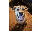 Adopt Champ a Tan/Yellow/Fawn Shepherd (Unknown Type) / Golden Retriever / Mixed