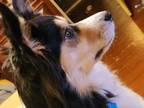 Adopt Bandito a Black Husky / Border Collie / Mixed dog in Norman, OK (41243923)