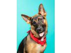 Adopt Ella a Black - with Tan, Yellow or Fawn German Shepherd Dog / Mixed dog in