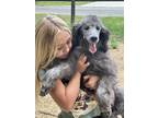 Adopt Pierre a Gray/Blue/Silver/Salt & Pepper Standard Poodle / Mixed dog in