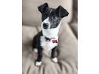 Adopt Benny a Black - with White Terrier (Unknown Type, Small) / Mixed dog in