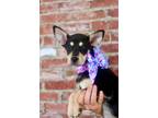 Adopt Emory a Black - with Tan, Yellow or Fawn Miniature Pinscher / Mixed Breed