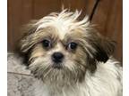 Adopt Jet Stream Jeff a White - with Brown or Chocolate Shih Tzu / Mixed dog in