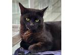 Adopt Junior a All Black Domestic Shorthair (short coat) cat in Mollusk