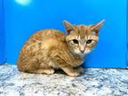 Adopt Winnie a Orange or Red Tabby Domestic Shorthair (short coat) cat in