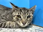 Adopt Whimsey a Brown Tabby Domestic Shorthair (short coat) cat in Powell