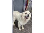 Adopt Campbell a White Great Pyrenees / Mixed dog in Osgood, IN (41390546)