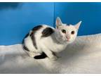 Adopt Franklin a Gray, Blue or Silver Tabby Domestic Shorthair (short coat) cat