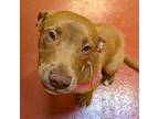 Adopt Cricket a Pit Bull Terrier dog in Accident, MD (41402383)