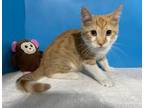 Adopt Fernando a Orange or Red Tabby Domestic Shorthair (short coat) cat in