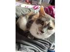 Adopt Cammie a Calico or Dilute Calico Domestic Shorthair / Mixed (medium coat)