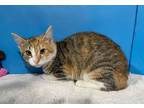 Adopt Felicia a Brown Tabby Domestic Shorthair (short coat) cat in Powell