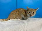 Adopt Faulkner a Orange or Red Tabby Domestic Shorthair (short coat) cat in