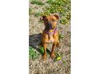 Adopt Rogan (6196) a Red/Golden/Orange/Chestnut Pit Bull Terrier / Boxer / Mixed