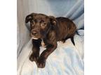 Adopt Nash (6209) a Brindle - with White Pit Bull Terrier / Mastiff / Mixed dog