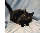 Adopt 6202 (Ebony) a All Black Domestic Shorthair / Mixed (short coat) cat in