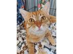 Adopt 6210 (Mr. Sweetface) a Orange or Red Domestic Shorthair / Mixed (short