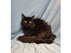 Adopt 6222 (Gina) a All Black Domestic Mediumhair / Mixed (medium coat) cat in