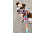 Adopt Tyson Apostol a Mixed Breed (Medium) dog in New York, NY (41399263)
