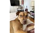 Adopt Cassandra a Mixed Breed (Medium) dog in New York, NY (41291771)