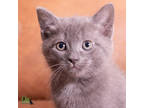 Adopt Corsair a Gray or Blue Domestic Shorthair / Domestic Shorthair / Mixed cat