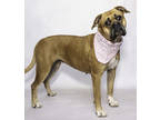 Adopt June a Brown/Chocolate Boxer / Mixed dog in Salina, KS (41430142)