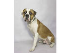 Adopt Johnny a White Boxer / Mixed Breed (Medium) / Mixed (short coat) dog in