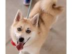 Adopt Frosty Pomsky HOUSE & CRATE TRAINED! Great with kids!