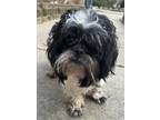 Adopt Lhasa Larry a Black - with White Lhasa Apso / Shih Tzu dog in Mishawaka