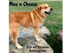 Adopt Mac and Cheese a Golden Retriever / Great Pyrenees / Mixed dog in