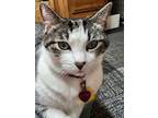 Adopt Katie a Brown Tabby Domestic Shorthair (short coat) cat in Powell