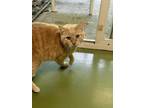 Adopt Nemmick a Tan or Fawn Domestic Shorthair / Domestic Shorthair / Mixed cat