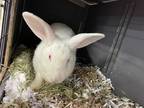 Adopt 55840840 a White Other/Unknown / Other/Unknown / Mixed rabbit in Baton