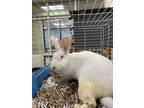 Adopt 55840898 a White Angora, Satin / Angora, Satin / Mixed (short coat) rabbit