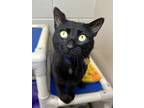Adopt Scar a All Black Domestic Shorthair / Domestic Shorthair / Mixed cat in