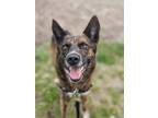 Adopt Oscar a Brown/Chocolate Shepherd (Unknown Type) / Mixed dog in Guelph