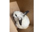 Adopt Brandy a White Lionhead / Mixed rabbit in Largo, FL (41394383)
