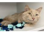 Adopt River a Gray or Blue (Mostly) Domestic Longhair / Mixed Breed (Medium) /