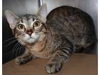 Adopt 84828 Twister a Brown or Chocolate Domestic Shorthair / Domestic Shorthair
