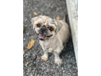 Adopt Bruce a Tan/Yellow/Fawn Shih Tzu / Mixed dog in New Orleans, LA (41430113)