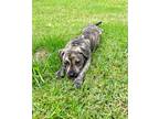 Adopt Monroe a Brindle Mixed Breed (Large) / Mixed dog in Brooksville