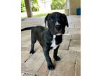 Adopt Tink a Black Mixed Breed (Large) / Mixed dog in Brooksville, FL (41423888)
