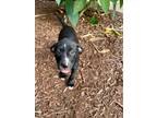 Adopt Tot a Black Mixed Breed (Large) / Mixed dog in Brooksville, FL (41423894)