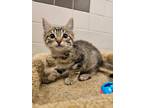 Adopt Catalina a Brown or Chocolate Domestic Shorthair / Domestic Shorthair /