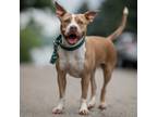 Adopt Brandy a American Staffordshire Terrier / Mixed Breed (Medium) dog in