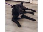 Adopt Van Gogh a Black Labrador Retriever / Mixed dog in West Memphis