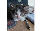 Adopt Marcus a Gray or Blue Domestic Mediumhair / Domestic Shorthair / Mixed cat