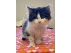 Adopt Tootsie a White Domestic Longhair / Domestic Shorthair / Mixed cat in